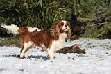 CAVALIER KING CHARLES 508